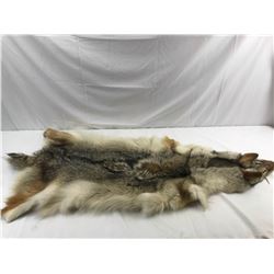 Wolf/coyote pelt