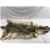 Image 2 : Wolf/coyote pelt