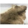 Image 2 : Animal Pelt