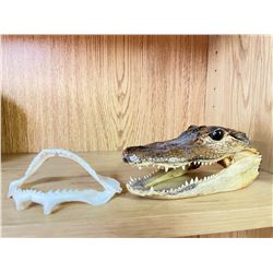 Aligator head and jaw