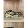 Image 2 : Aligator head and jaw