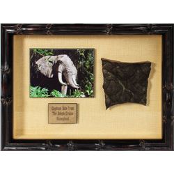 Jungle Cruise Elephant Skin Prop.