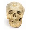 Image 1 : Jungle Cruise Skull Prop.