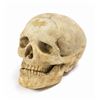 Image 2 : Jungle Cruise Skull Prop.