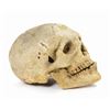 Image 3 : Jungle Cruise Skull Prop.
