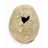 Image 4 : Jungle Cruise Skull Prop.