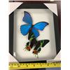 Image 2 : Dual Butterfly Display Case