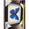Image 1 : Single Butterfly Display Case