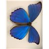 Image 2 : Single Butterfly Display Case