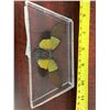 Image 1 : Single Lepidoptera Display Case