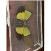 Image 2 : Single Lepidoptera Display Case