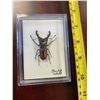 Image 1 : Single Beetle Display Case