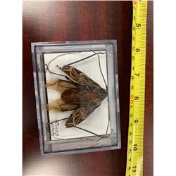Single Lepidoptera Display Case
