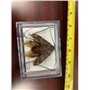Image 1 : Single Lepidoptera Display Case