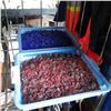 Image 1 : Two trays of decorative rock red and blue