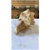 Image 10 : CORAL AND SHELL DRESSER DISH AND CONCH SHELL