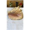 Image 7 : CORAL AND SHELL DRESSER DISH AND CONCH SHELL