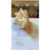 Image 8 : CORAL AND SHELL DRESSER DISH AND CONCH SHELL