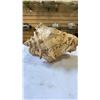 Image 9 : CORAL AND SHELL DRESSER DISH AND CONCH SHELL