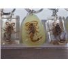 Image 2 : 12 ENCASED INSECT KEYCHAINS