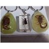 Image 3 : 12 ENCASED INSECT KEYCHAINS