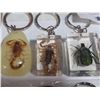 Image 5 : 12 ENCASED INSECT KEYCHAINS