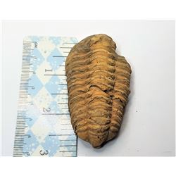 6)  TRIBOLITE FOSSIL SPECIMEN, 51.09 GRAMS