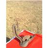 Image 1 : Antique Cherry Pitter Stoner #1293775