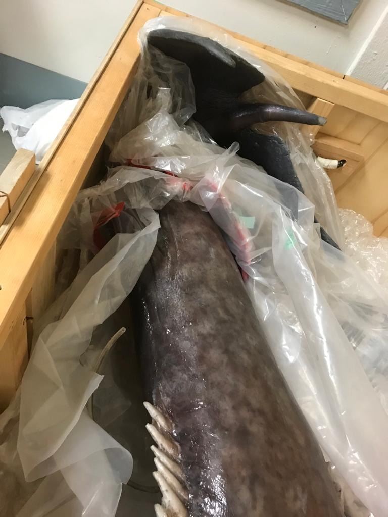 Full size Mermaid Prop full-size-mermaid-prop