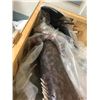 Image 2 : Full-size Mermaid Prop