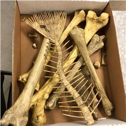 Bones (Movie Prop)