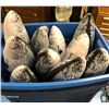 Image 2 : Bin of stuffed Fake Fish