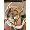 Image 1 : 3 Antlers