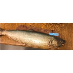 Wall Mount Salmon