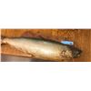 Image 1 : Wall Mount Salmon