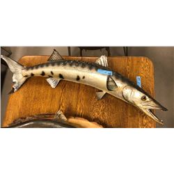 Wall mount Barracuda