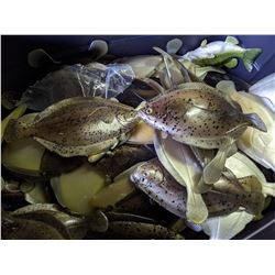 Bin of Flounder Fish Prop Silicon