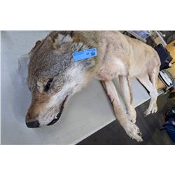 Taxidermy Wolf