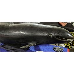 black whale