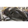 Image 2 : black whale
