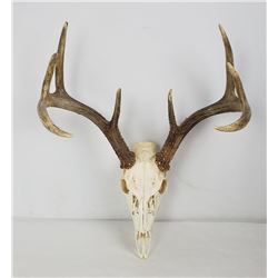 Montana Whitetail Deer European Skull Mount