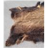 Image 3 : Large Taxidermy Montana Buffalo Hide Robe Rug