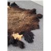 Image 4 : Large Taxidermy Montana Buffalo Hide Robe Rug