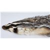 Image 3 : Large Montana Tanned Taxidermy Badger