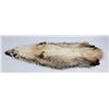 Image 5 : Large Montana Tanned Taxidermy Badger