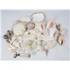 Image 1 : Large Lot of Seashells