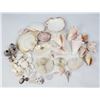Image 2 : Large Lot of Seashells