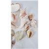 Image 3 : Large Lot of Seashells