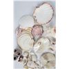 Image 5 : Large Lot of Seashells