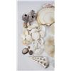 Image 6 : Large Lot of Seashells